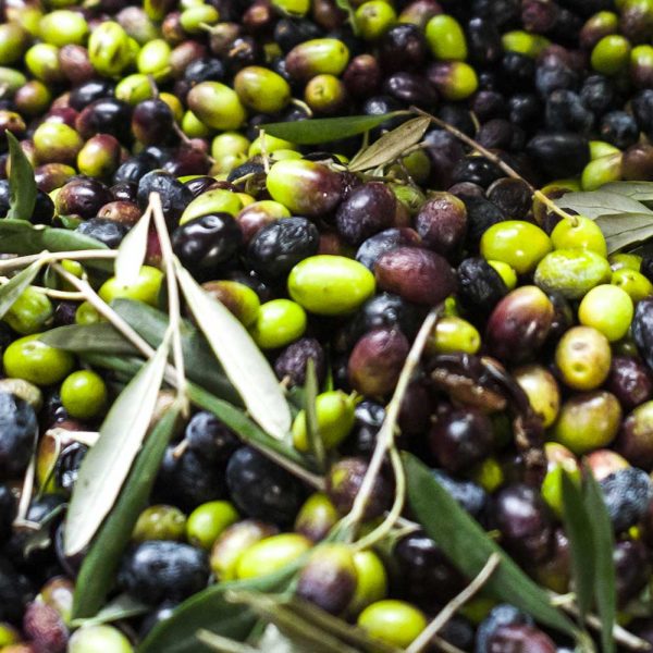 The Making of Olive Oil