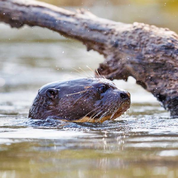 Kransfontein-Still-Bay-wildlife-otter