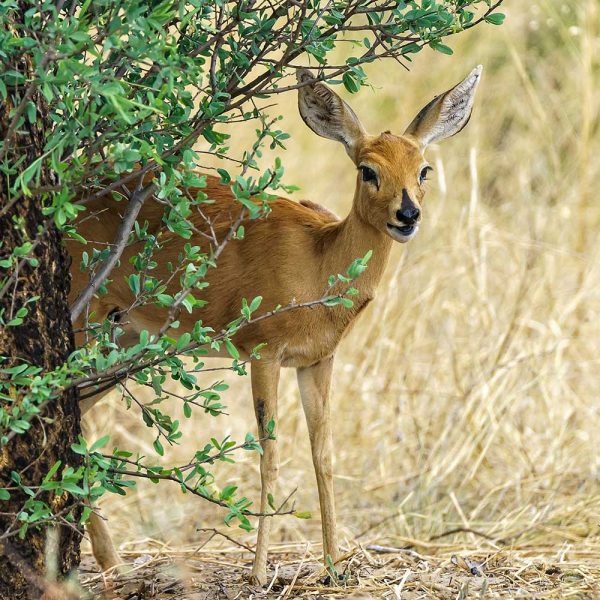 A Steenbok (capricorn) looking from under a tree  if it is safe to go on.